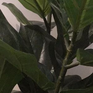 Meet your Posher, Stella